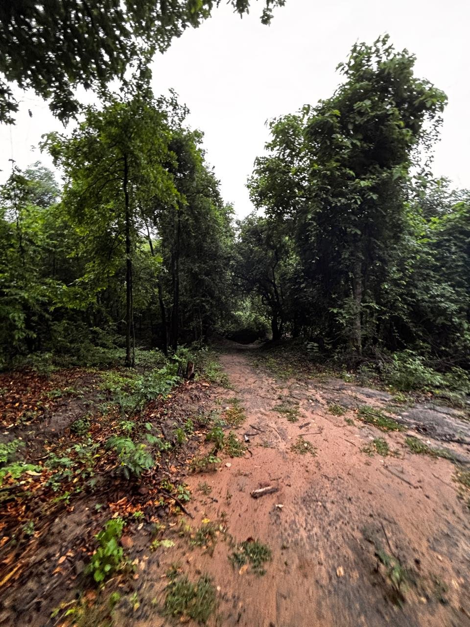 Natural forest trail in Mancherial