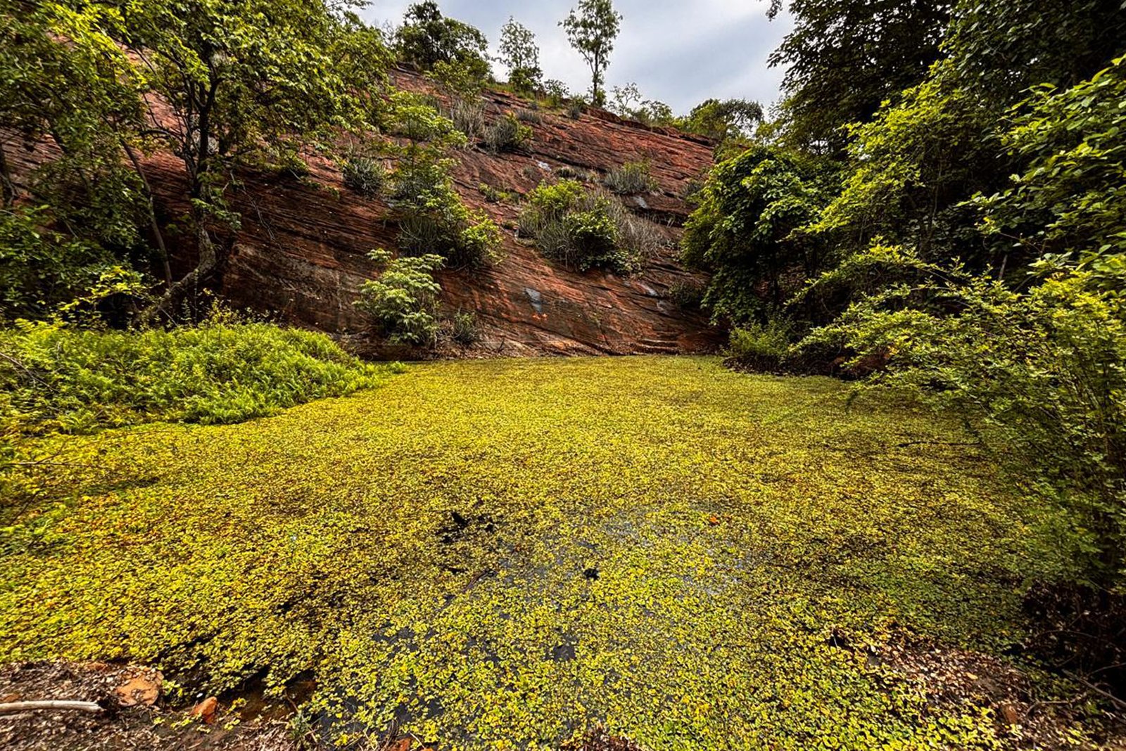 Forest and red-rock landscape in Mancherial